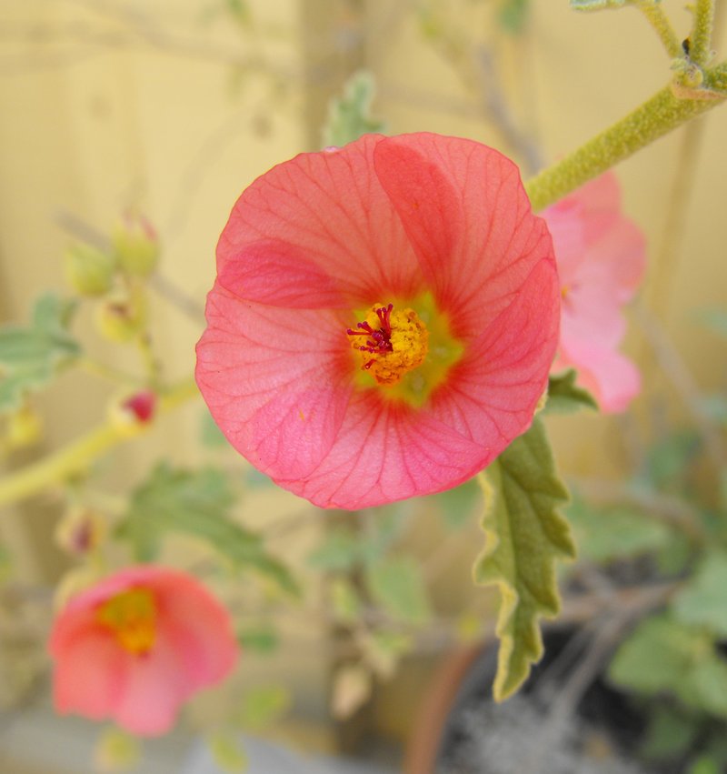 Hot Springs Globemallow