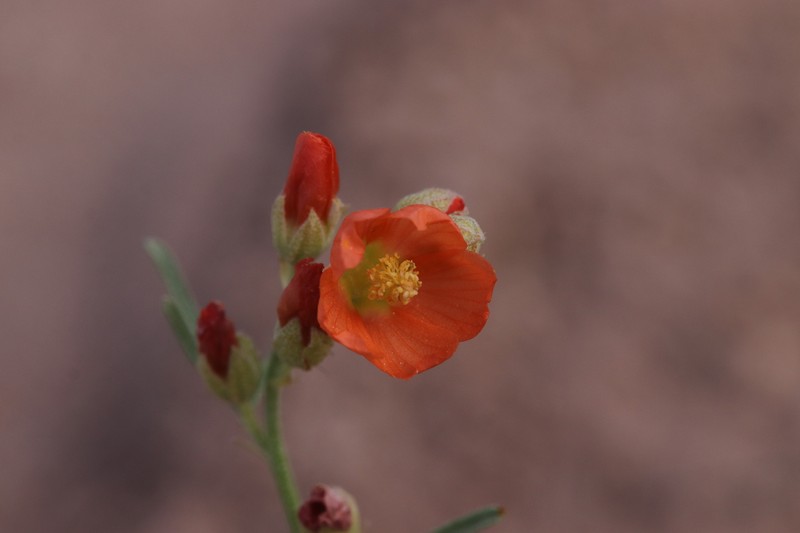 Psoralea Globemallow photo 4