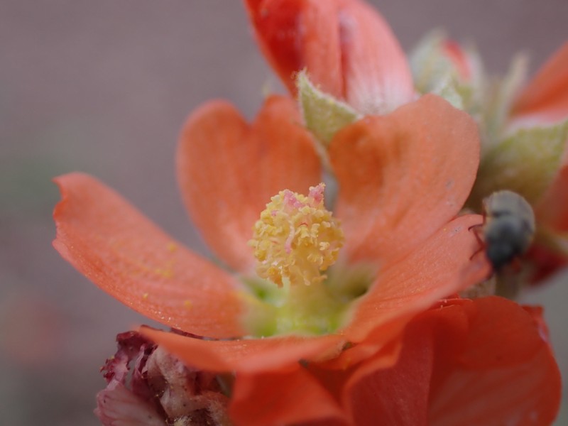 Psoralea Globemallow photo 5