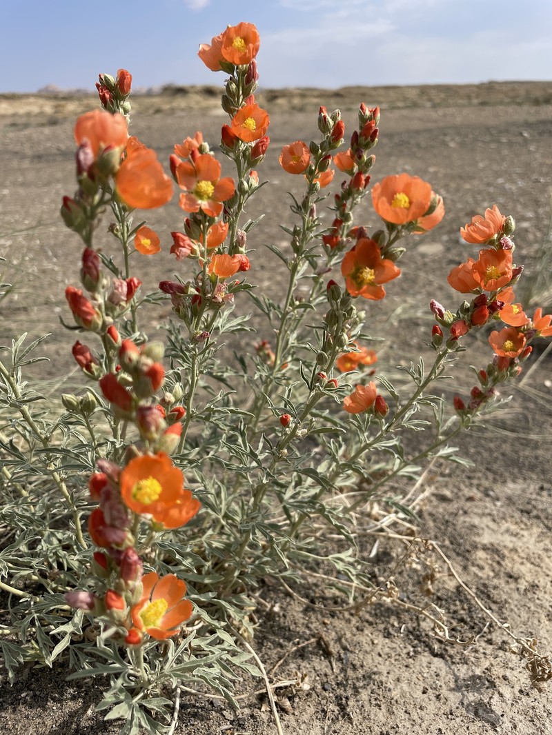 Psoralea Globemallow photo 6