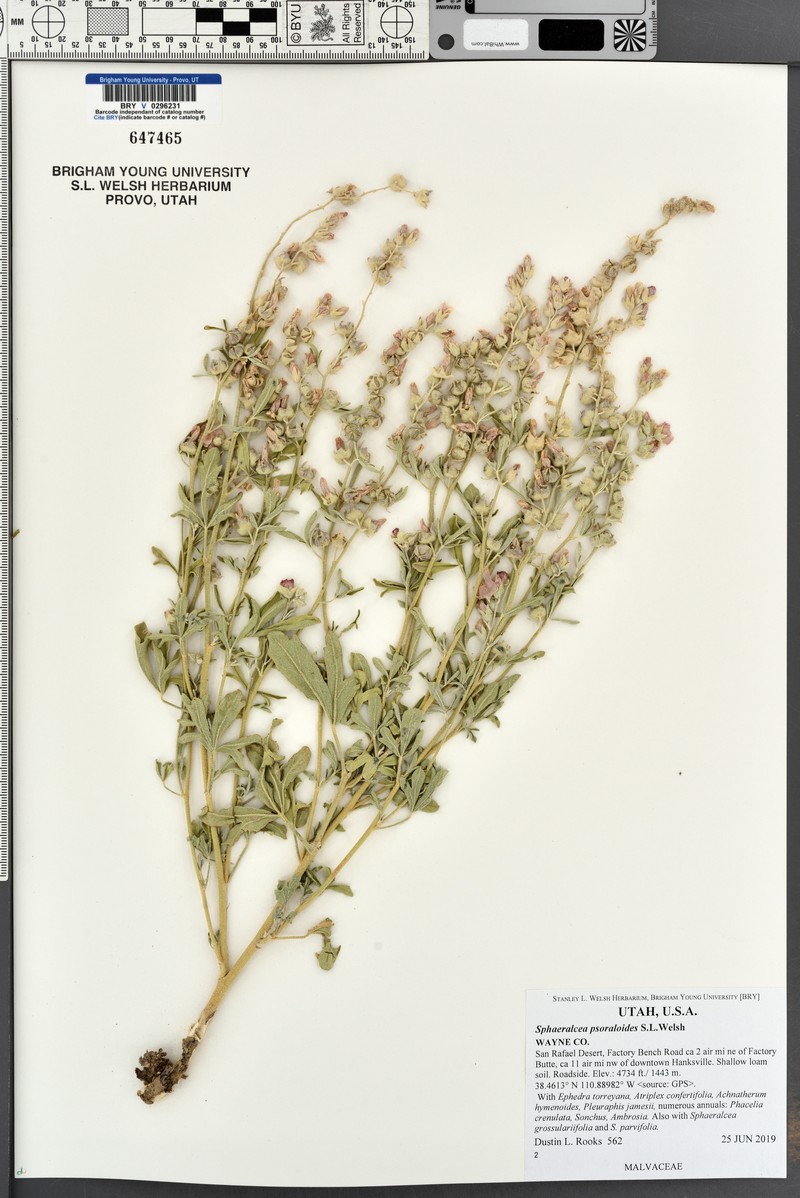 Psoralea Globemallow photo 8