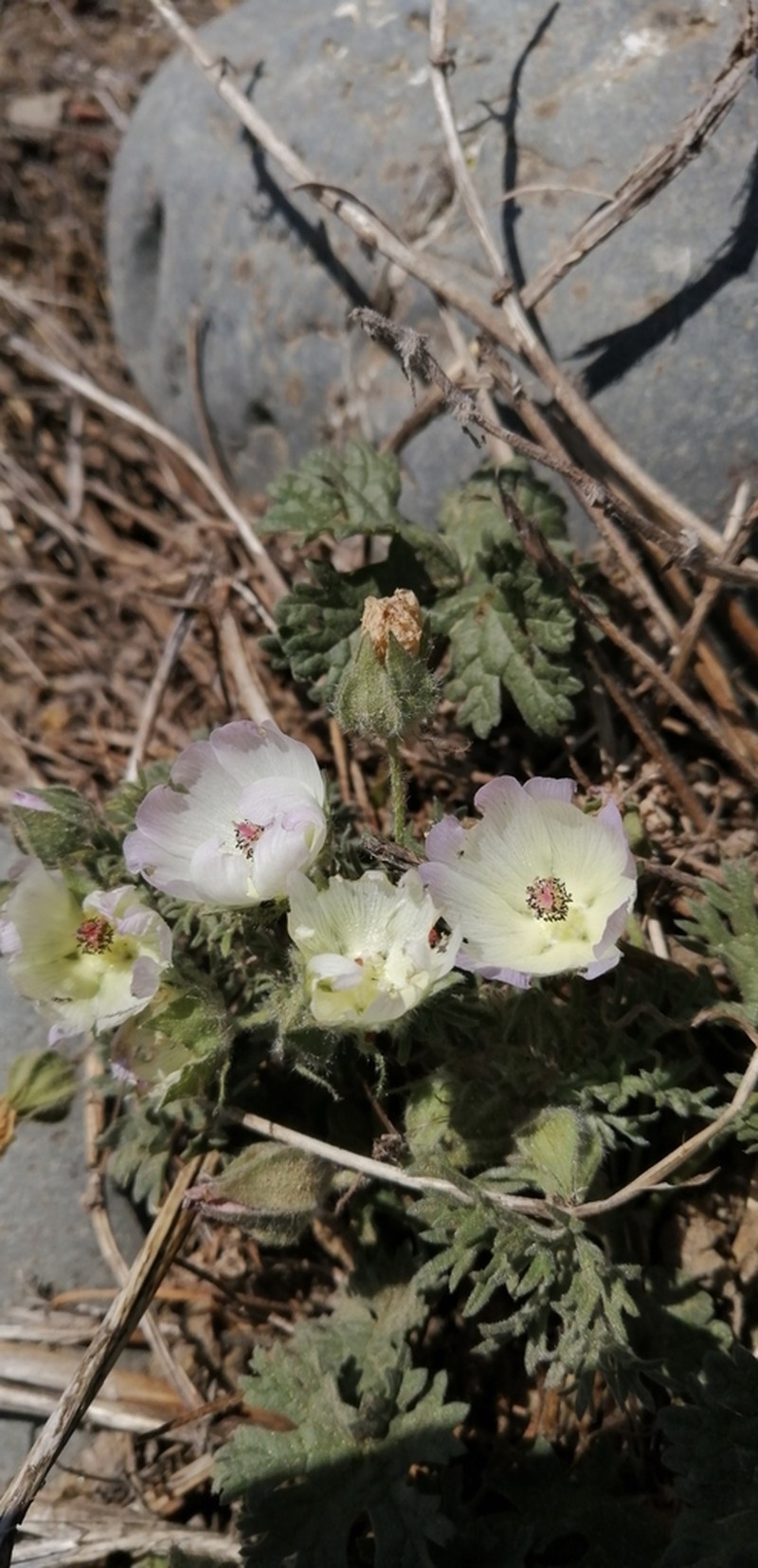 Sphaeralcea purpurata photo 2