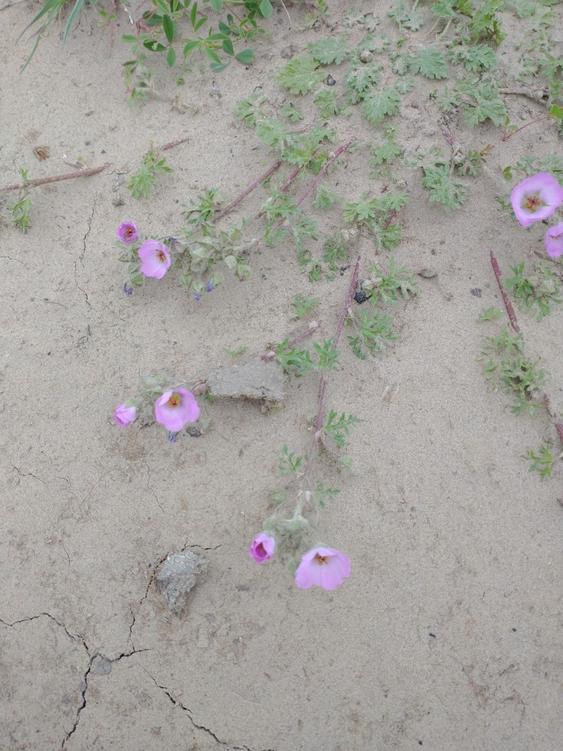 Sphaeralcea purpurata photo 3