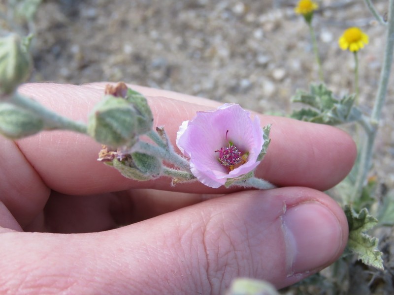 Sphaeralcea purpurata photo 4