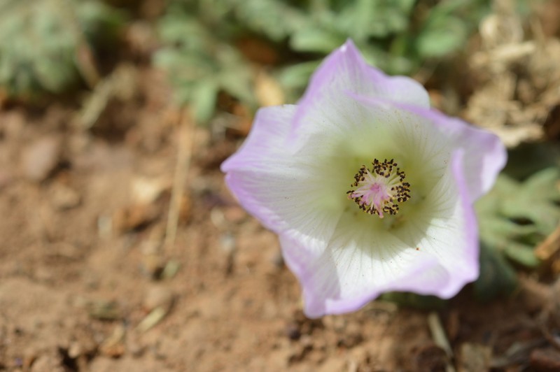 Sphaeralcea purpurata photo 5