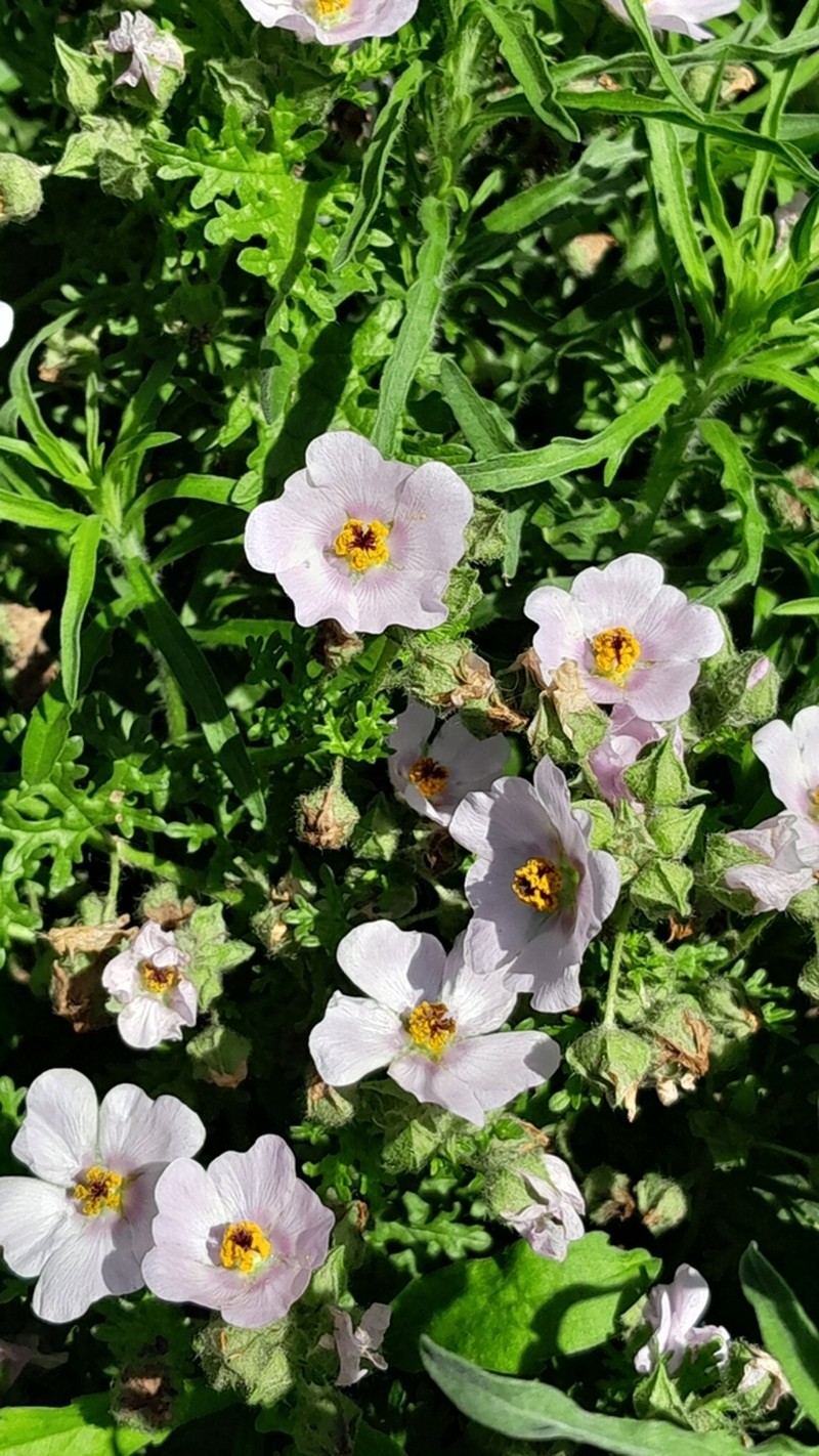 Sphaeralcea purpurata photo 6