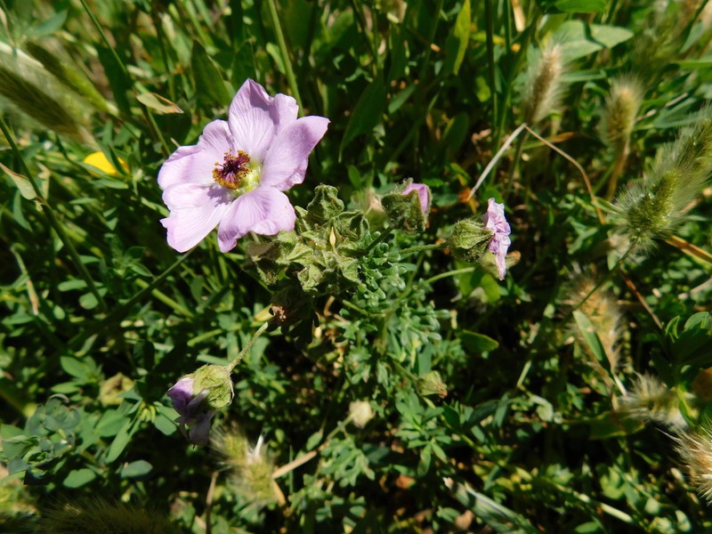 Sphaeralcea purpurata photo 7