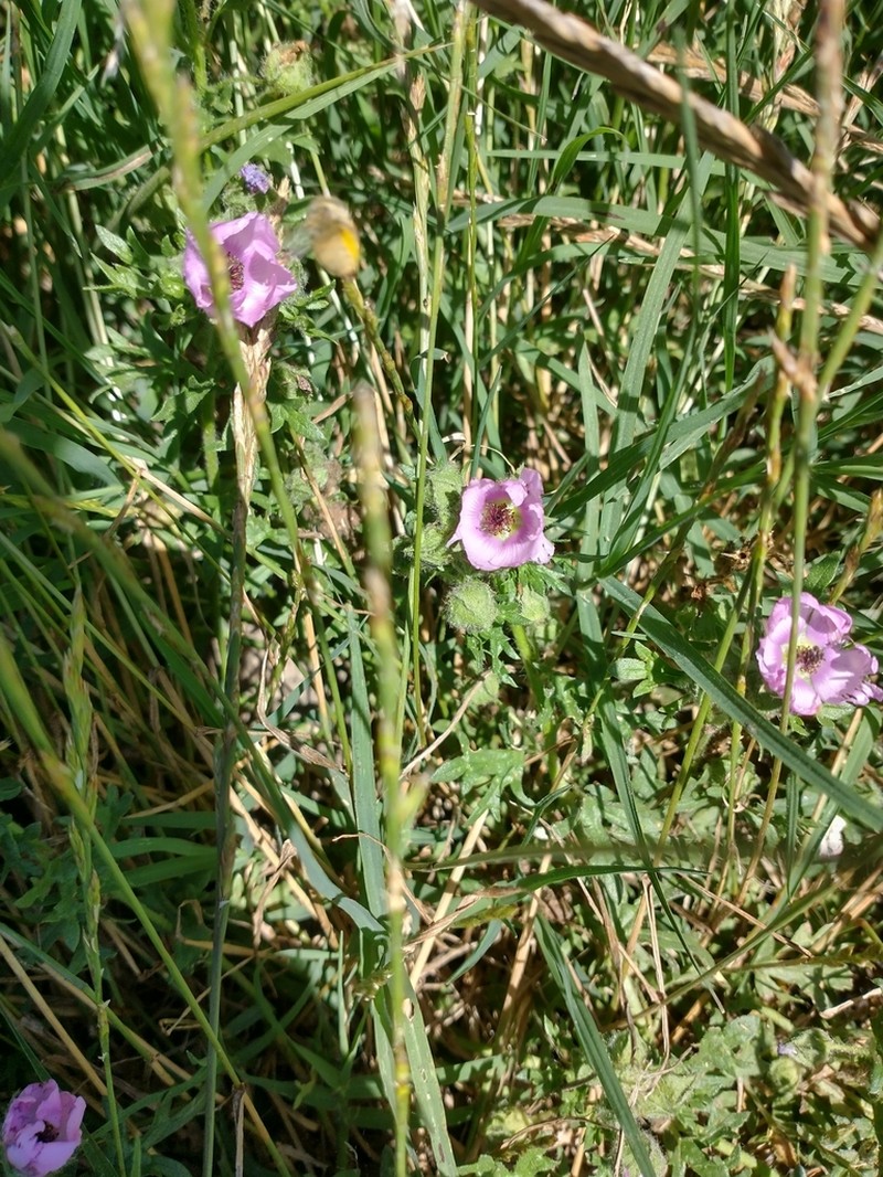 Sphaeralcea purpurata photo 8