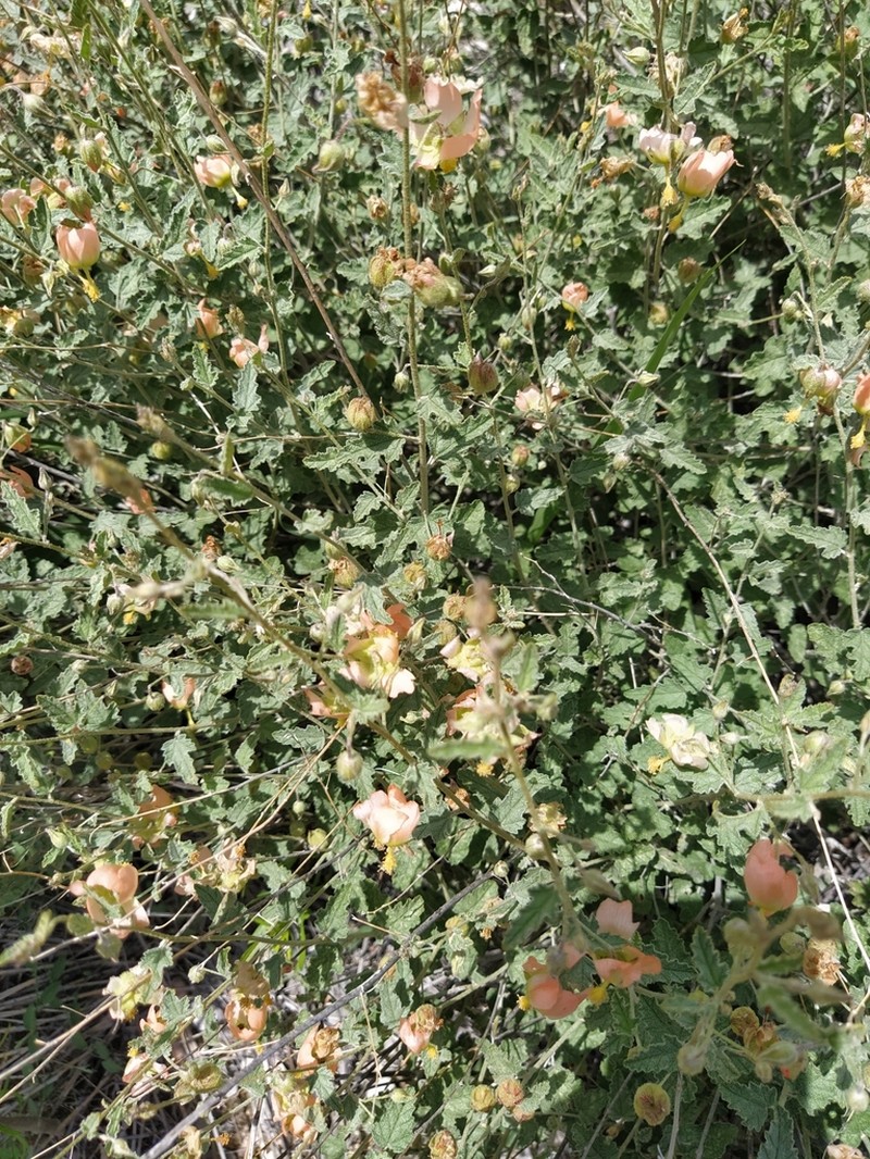 Sphaeralcea reflexa