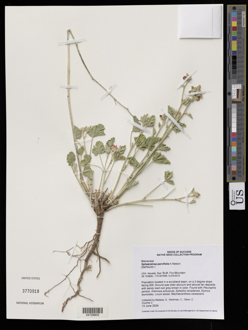 Sphaeralcea reflexa photo 2