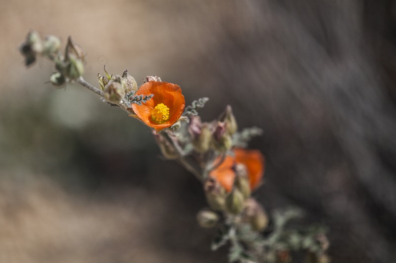 Rusby's Globemallow photo 2