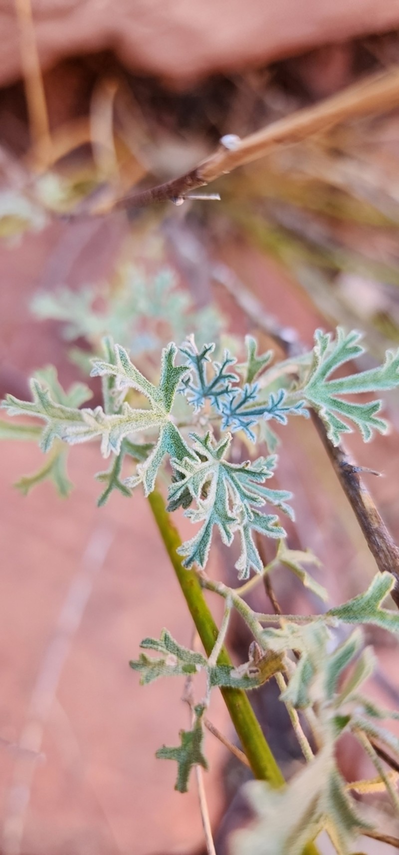 Rusby's Globemallow photo 4
