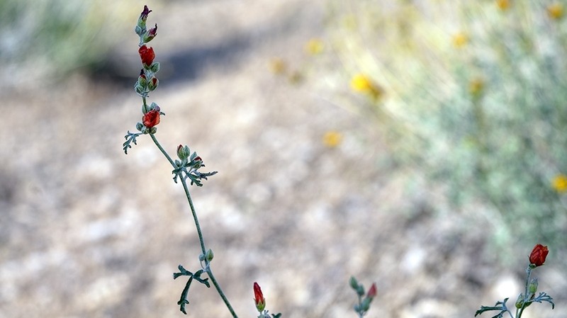 Rusby's Globemallow photo 5