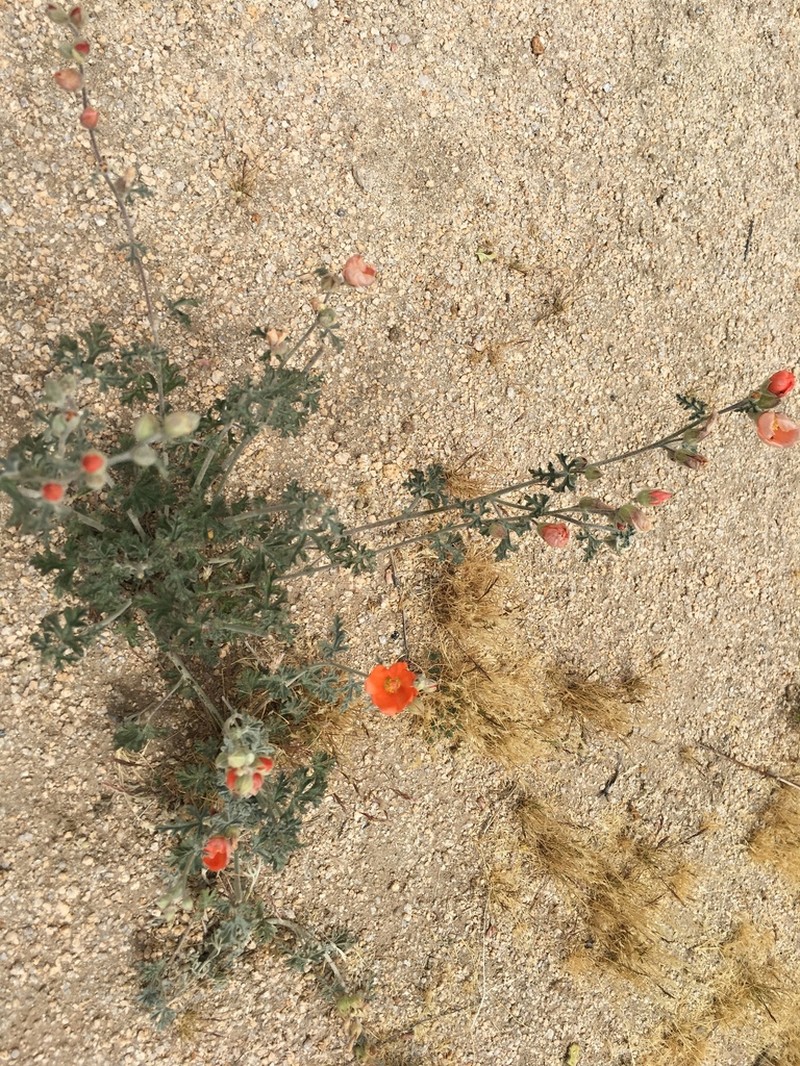 Rusby's Globemallow photo 6