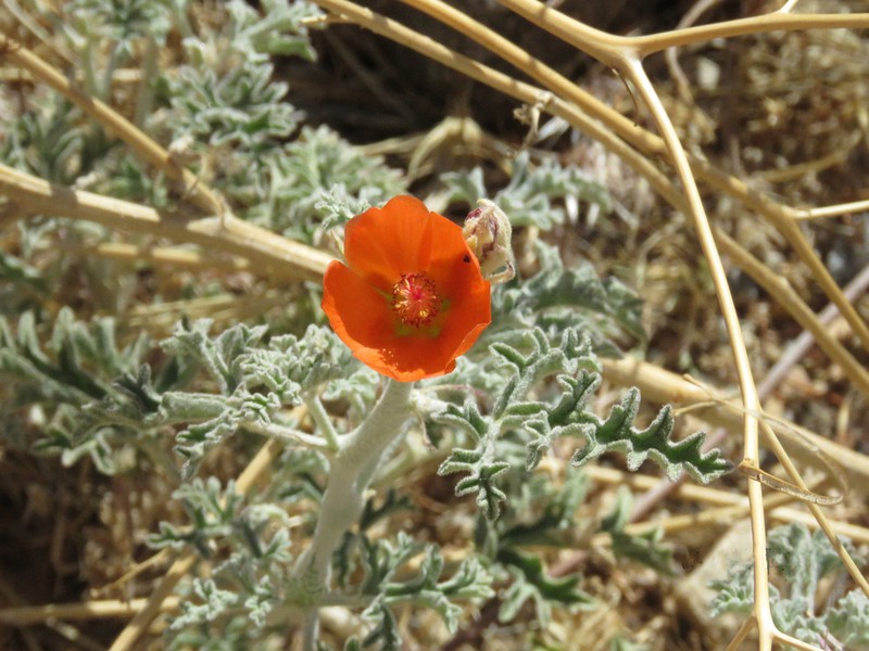 Rusby's Globemallow photo 7