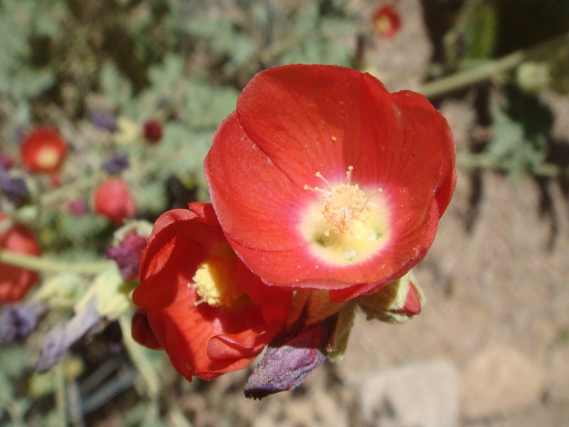 Rusby's Globemallow