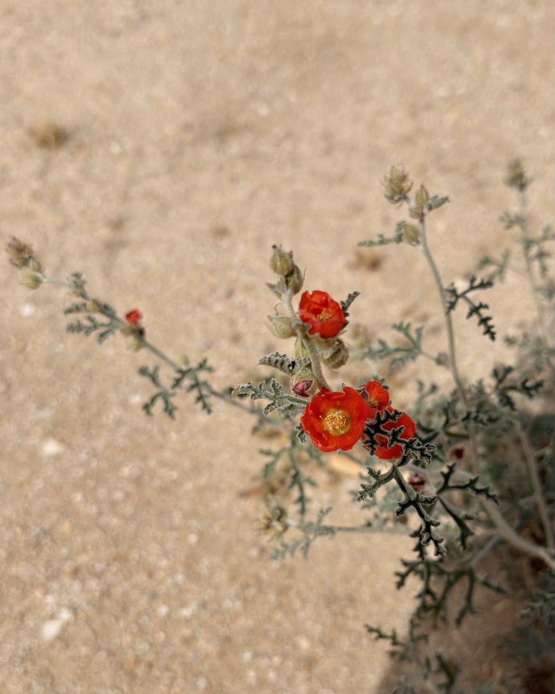 Sphaeralcea rusbyi var. eremicola