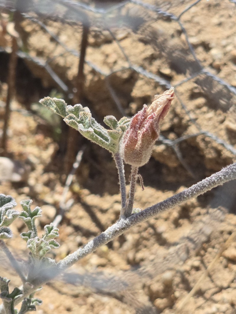 Sphaeralcea rusbyi var. eremicola photo 2