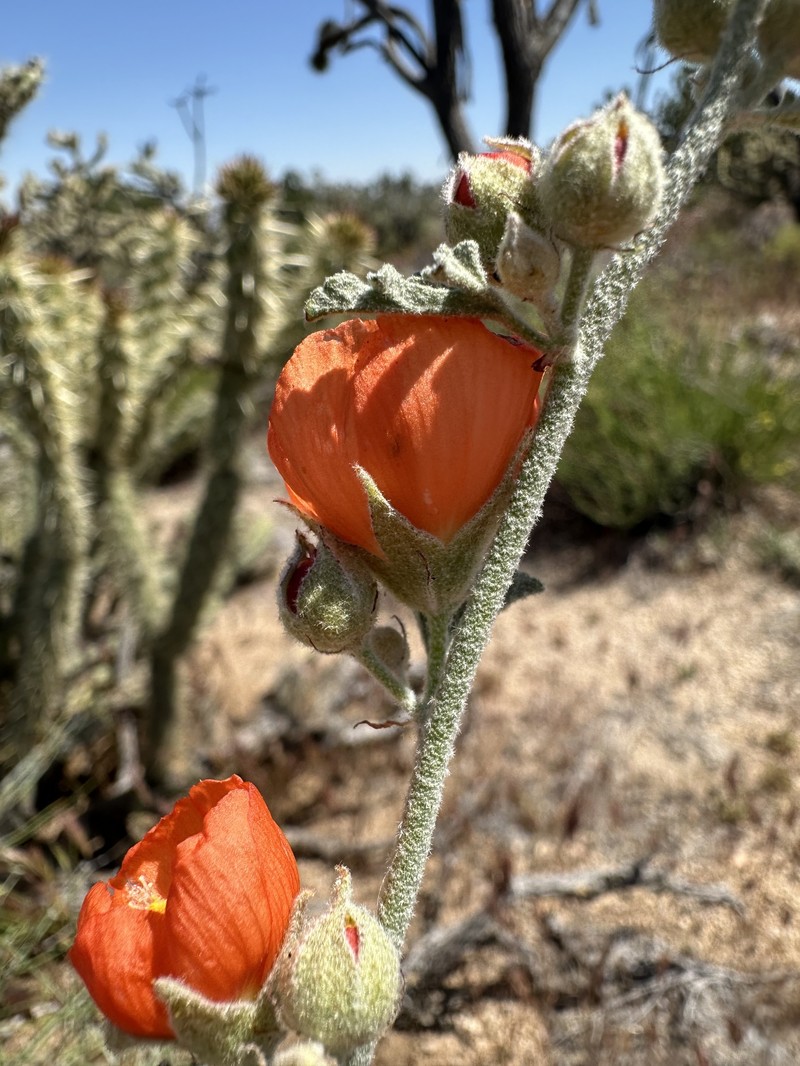 Sphaeralcea rusbyi var. eremicola photo 5