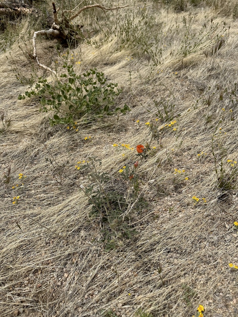 Sphaeralcea rusbyi var. eremicola photo 6