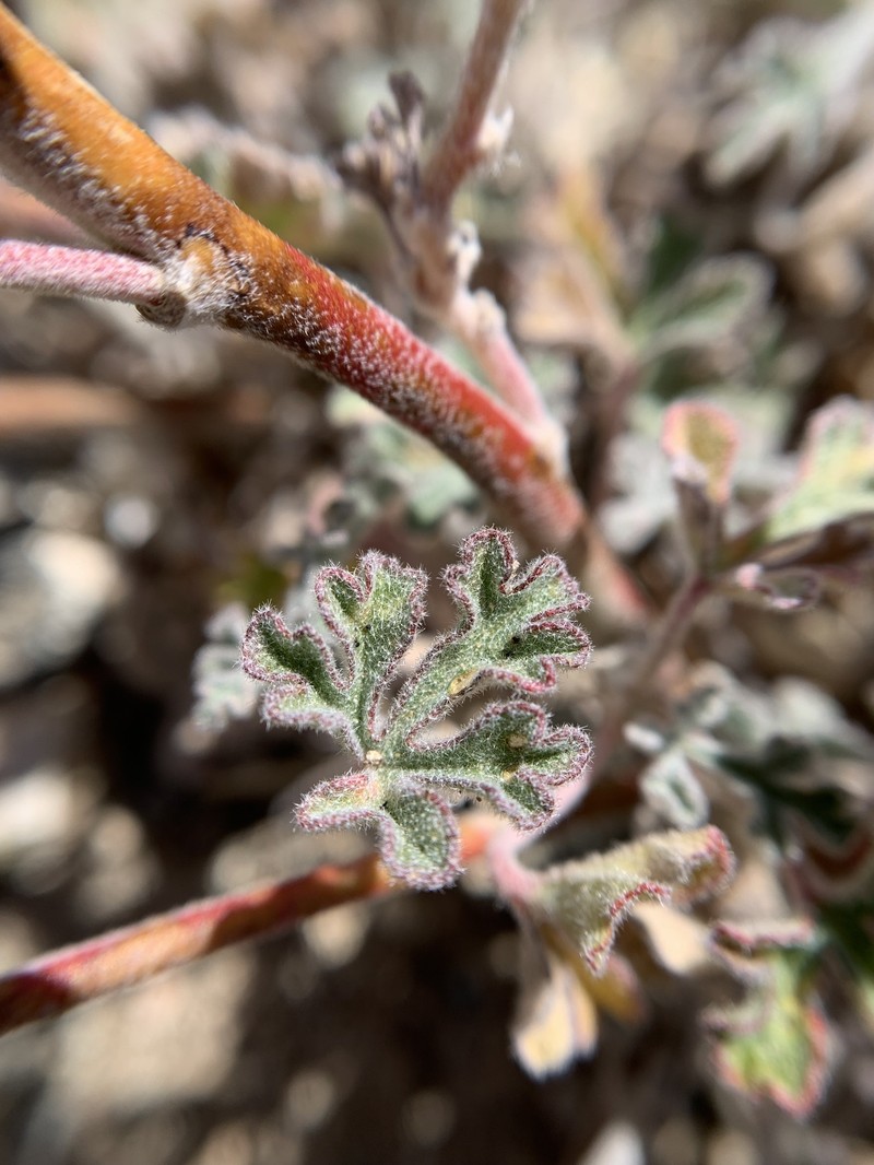 Sphaeralcea rusbyi var. eremicola photo 7