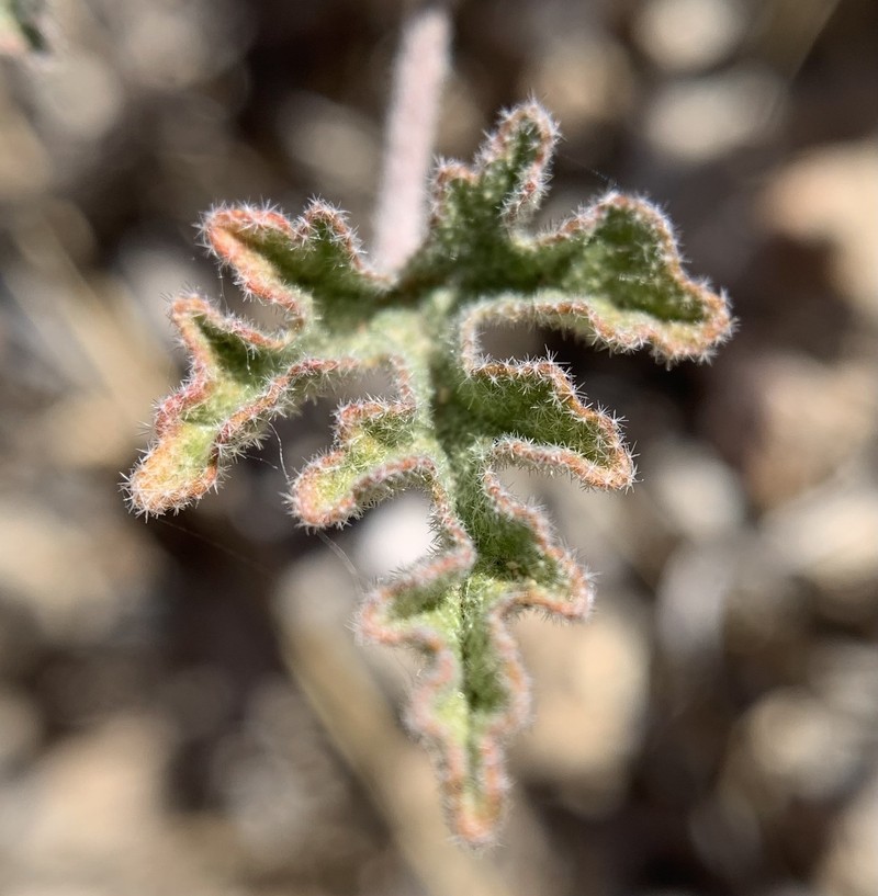 Sphaeralcea rusbyi var. eremicola photo 8