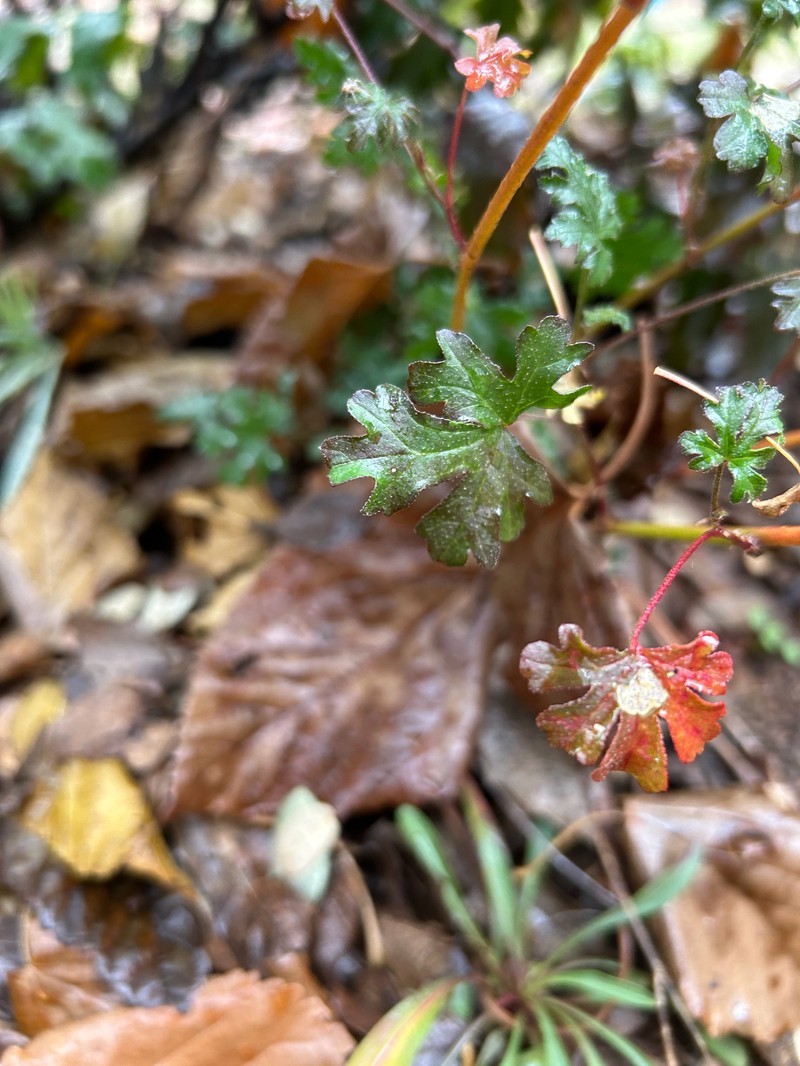Sphaeralcea rusbyi var. rusbyi