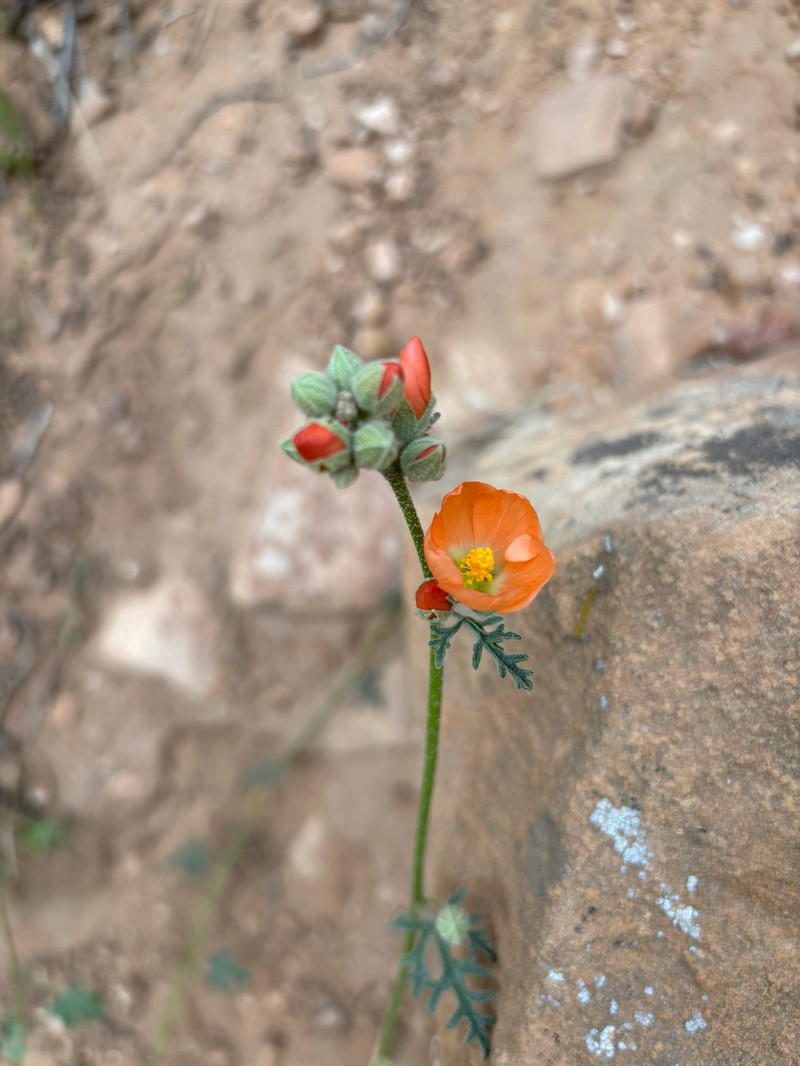 Sphaeralcea rusbyi var. rusbyi photo 2