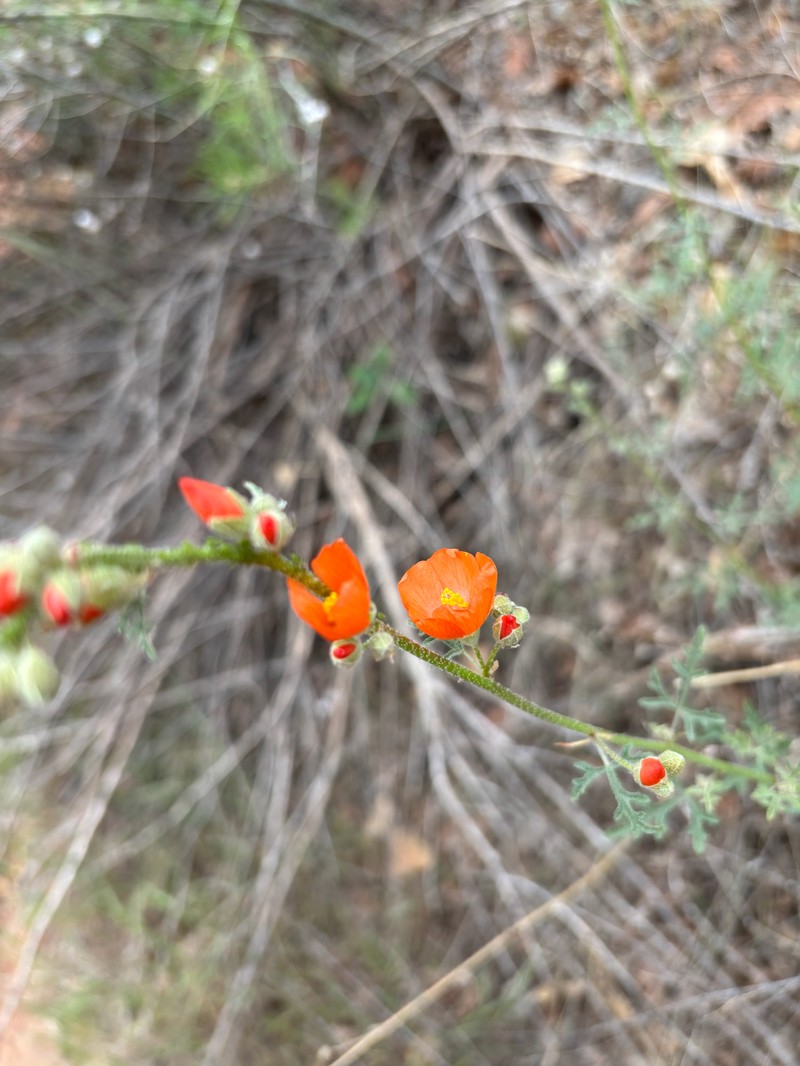 Sphaeralcea rusbyi var. rusbyi photo 3