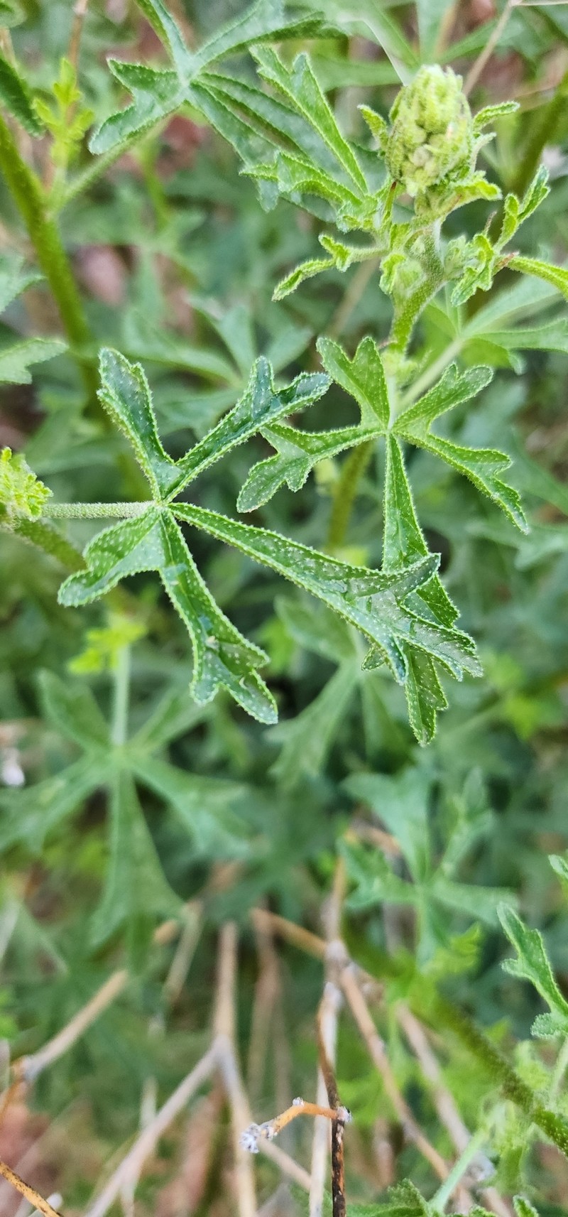 Sphaeralcea rusbyi var. rusbyi photo 4