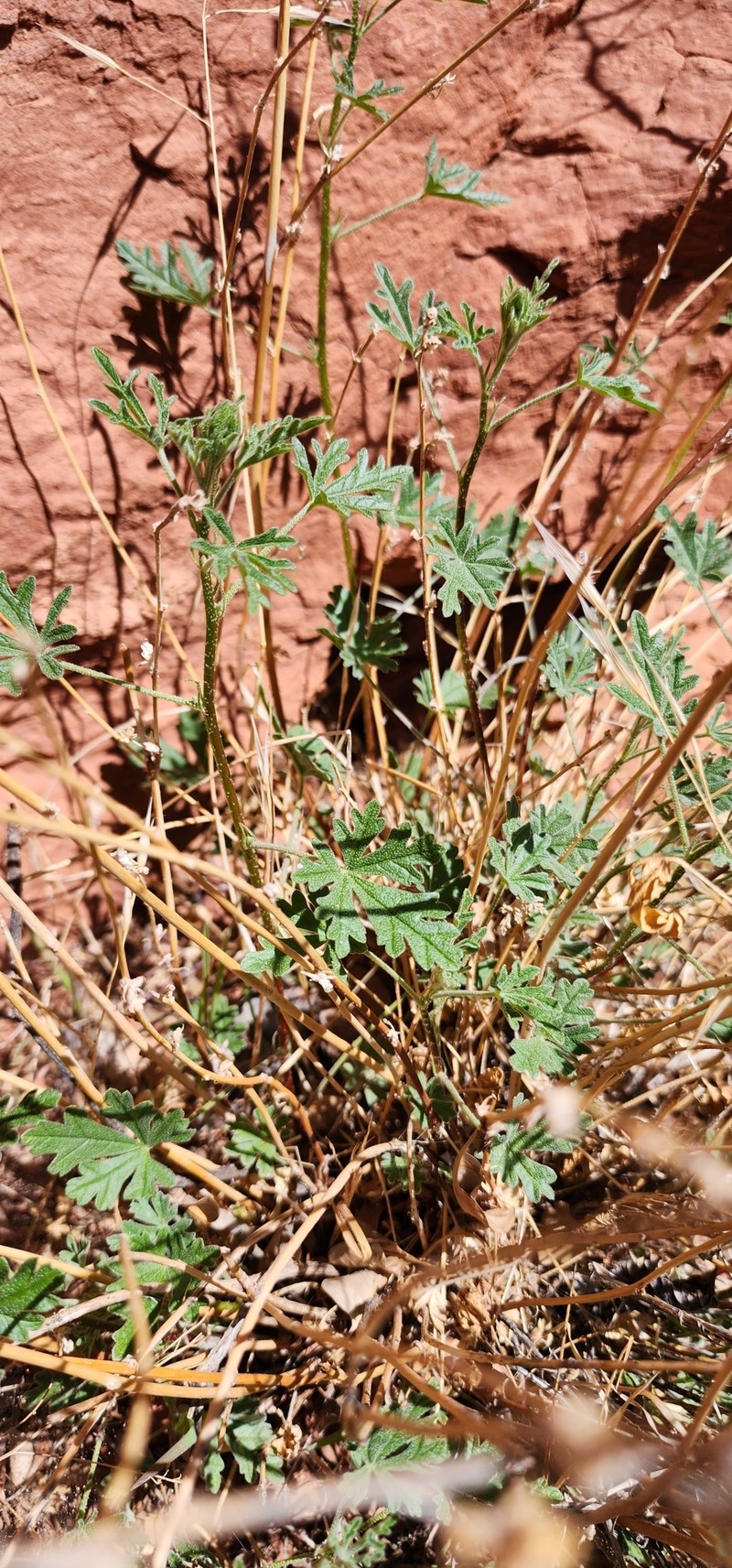 Sphaeralcea rusbyi var. rusbyi photo 5