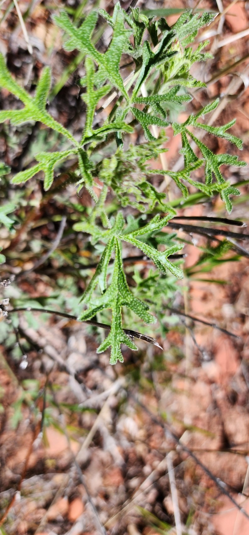 Sphaeralcea rusbyi var. rusbyi photo 6