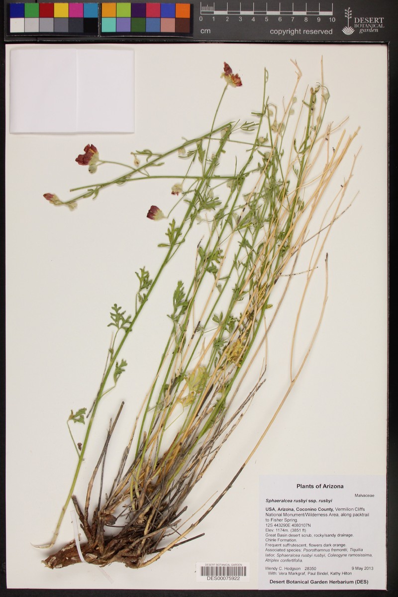 Sphaeralcea rusbyi var. rusbyi photo 8