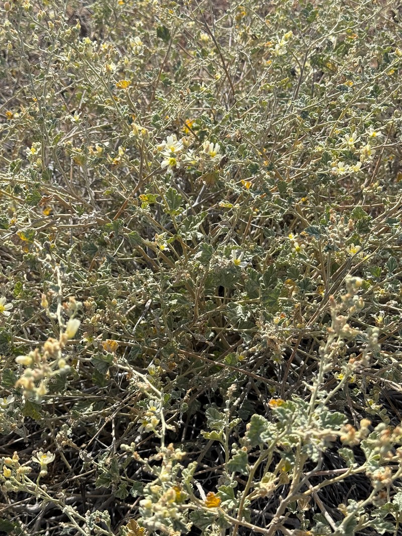 Sphaeralcea sulphurea photo 2