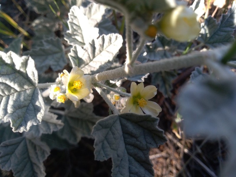 Sphaeralcea sulphurea photo 3