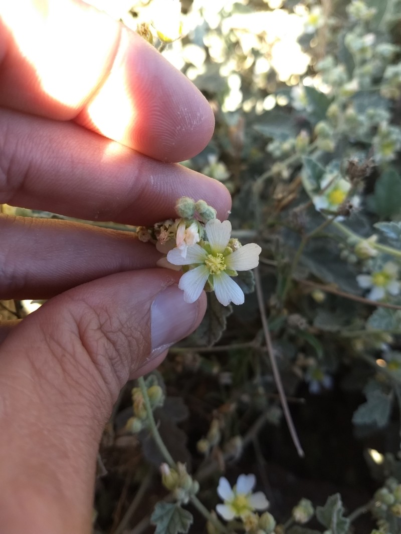 Sphaeralcea sulphurea photo 4
