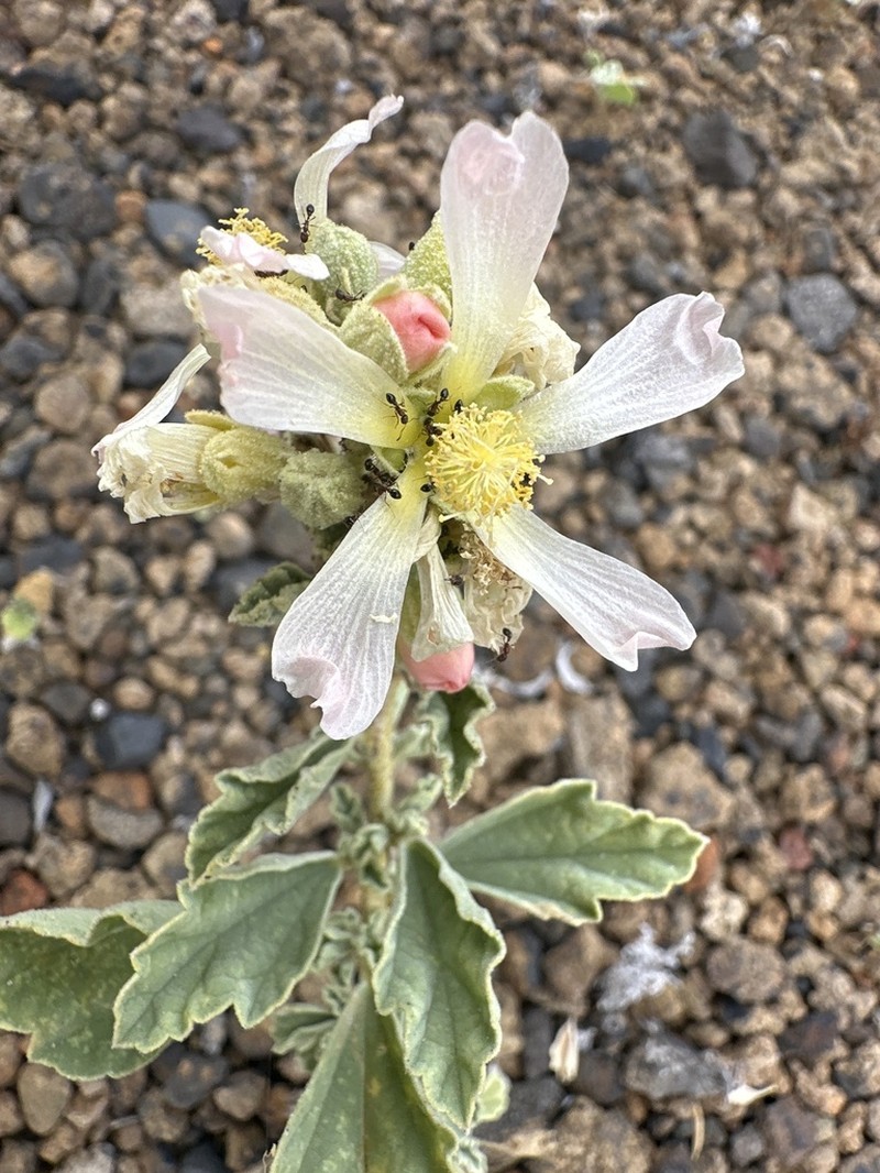 Sphaeralcea sulphurea photo 5