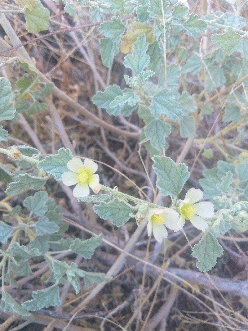 Sphaeralcea sulphurea photo 6