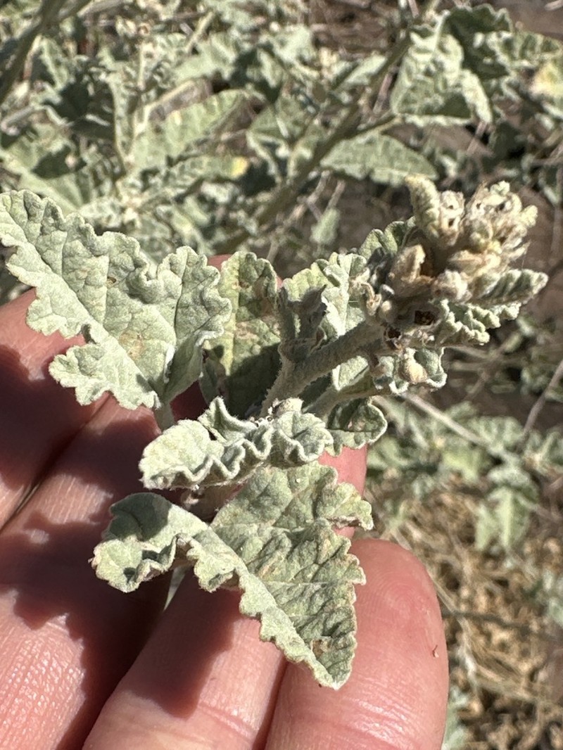 Sphaeralcea sulphurea photo 7
