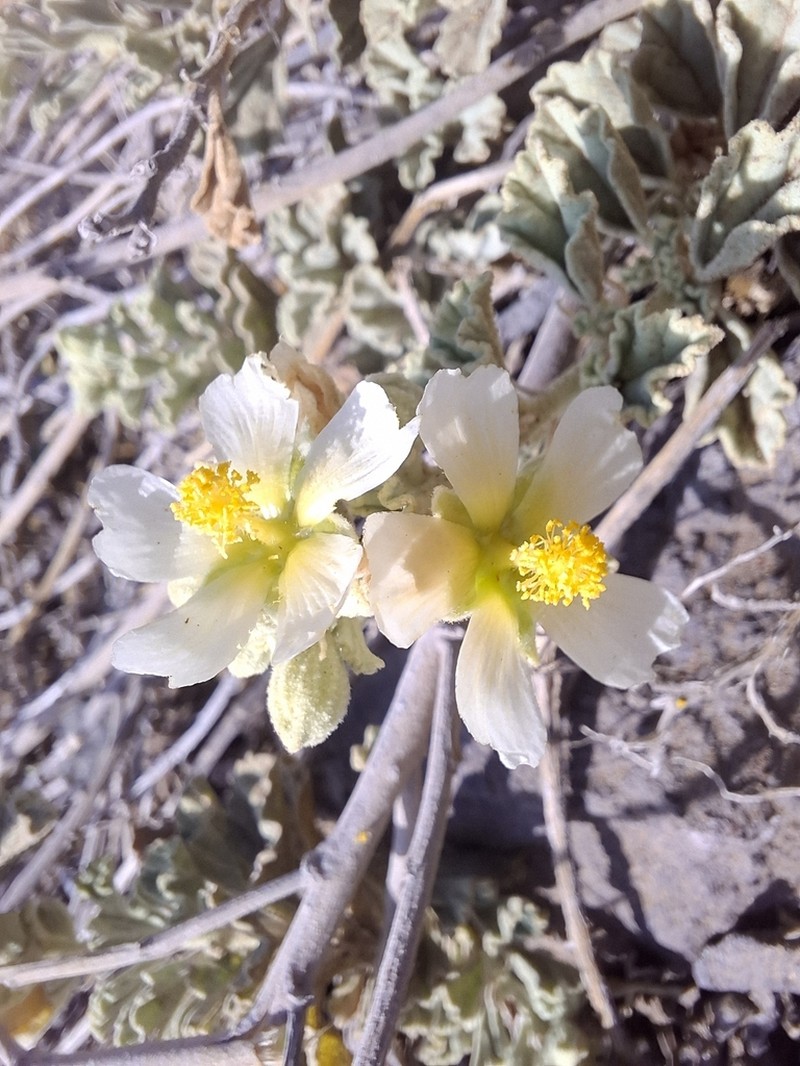 Sphaeralcea sulphurea photo 8