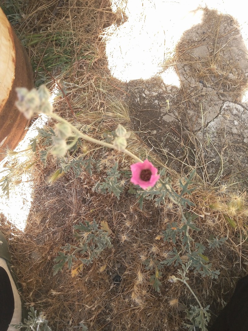 Sphaeralcea tehuelches photo 2