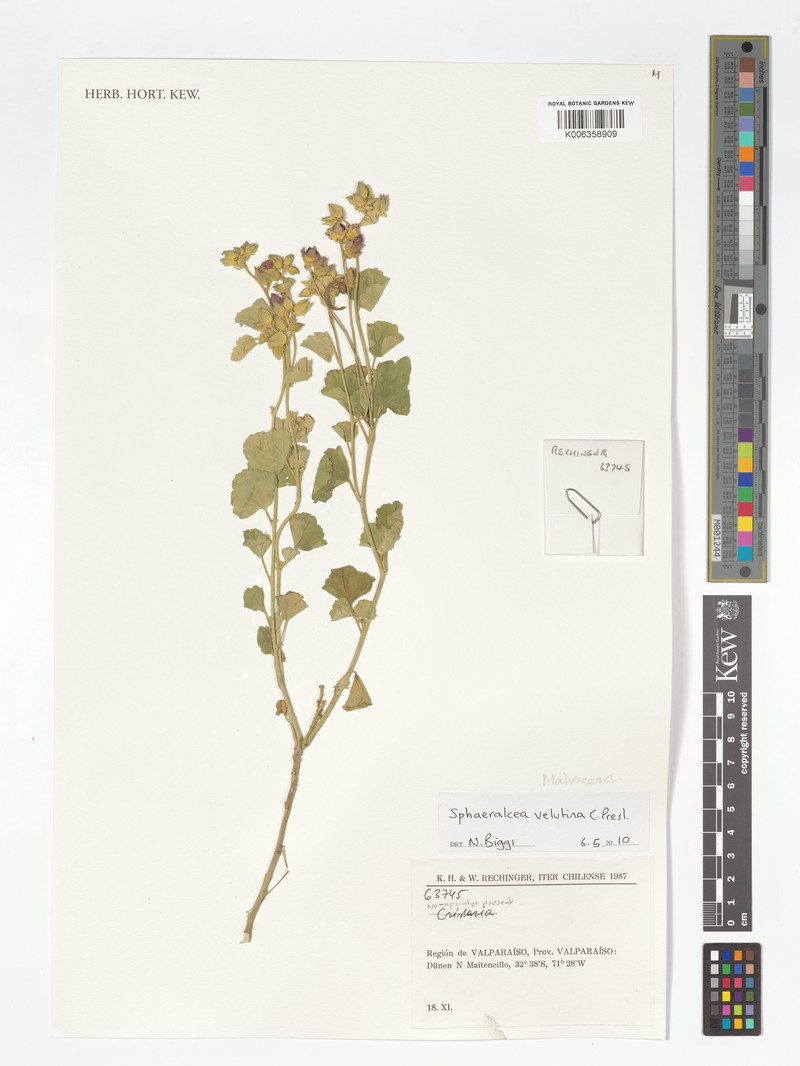 Sphaeralcea velutina