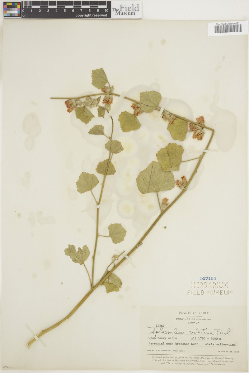 Sphaeralcea velutina photo 2