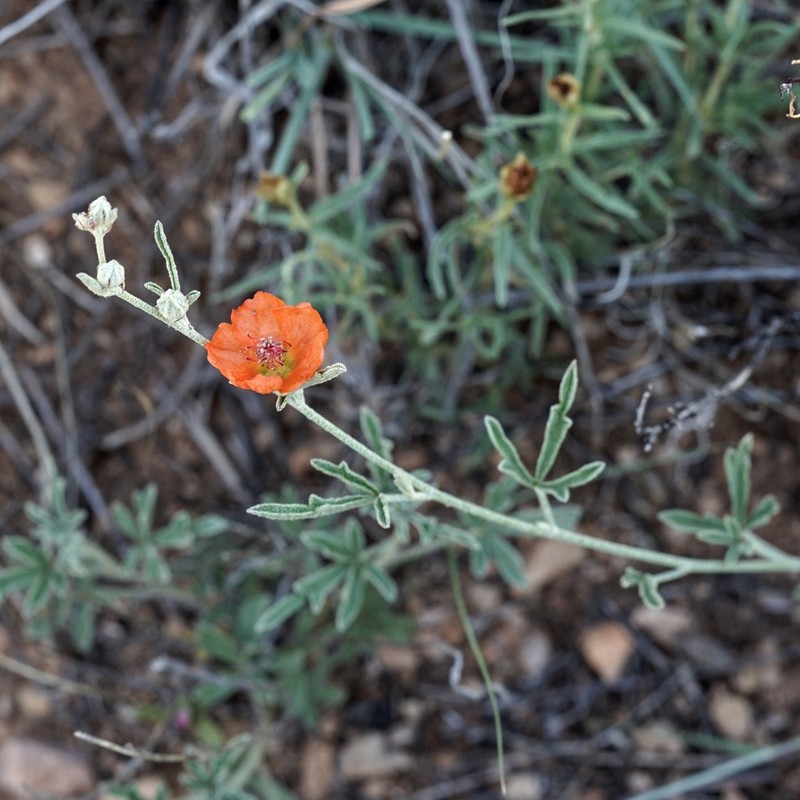 Wright's Globemallow photo 2