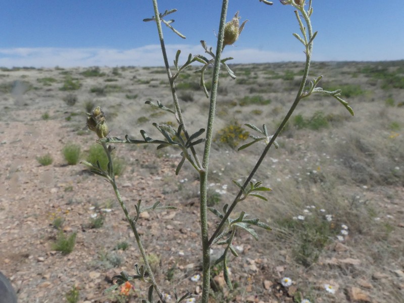 Wright's Globemallow photo 4