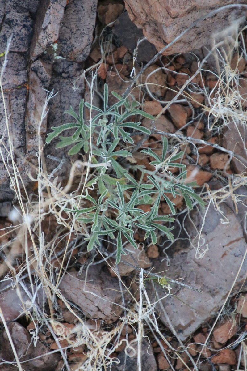 Wright's Globemallow photo 5