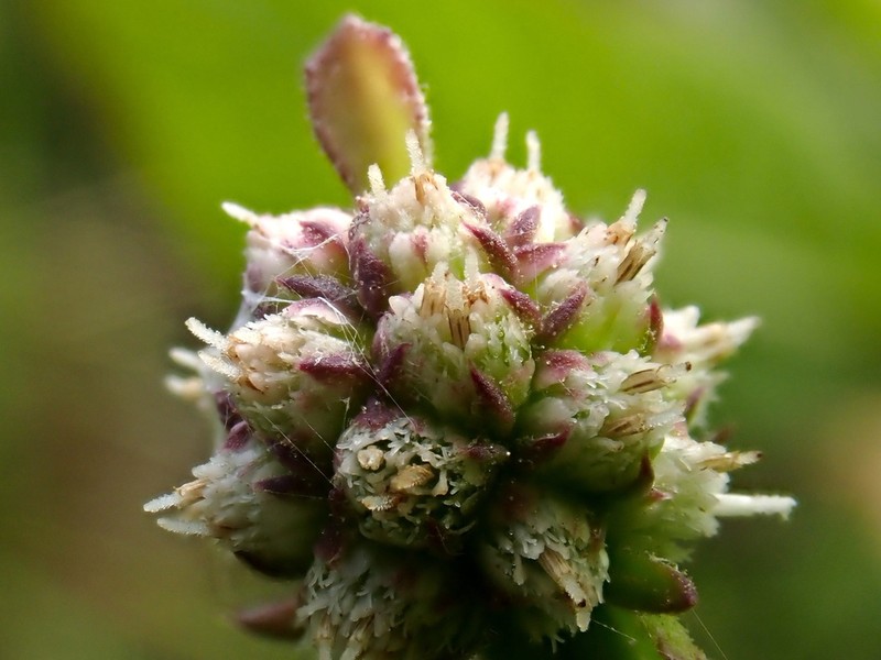 Sphaeranthus africanus