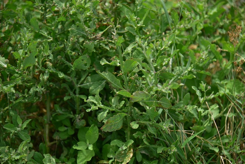 Sphaeranthus africanus photo 2