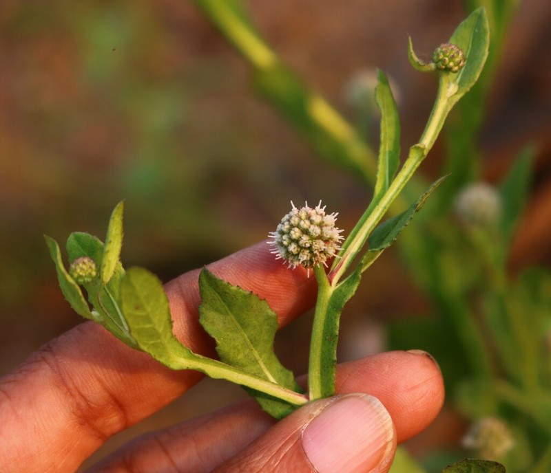 Sphaeranthus africanus photo 3