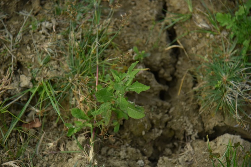 Sphaeranthus africanus photo 4